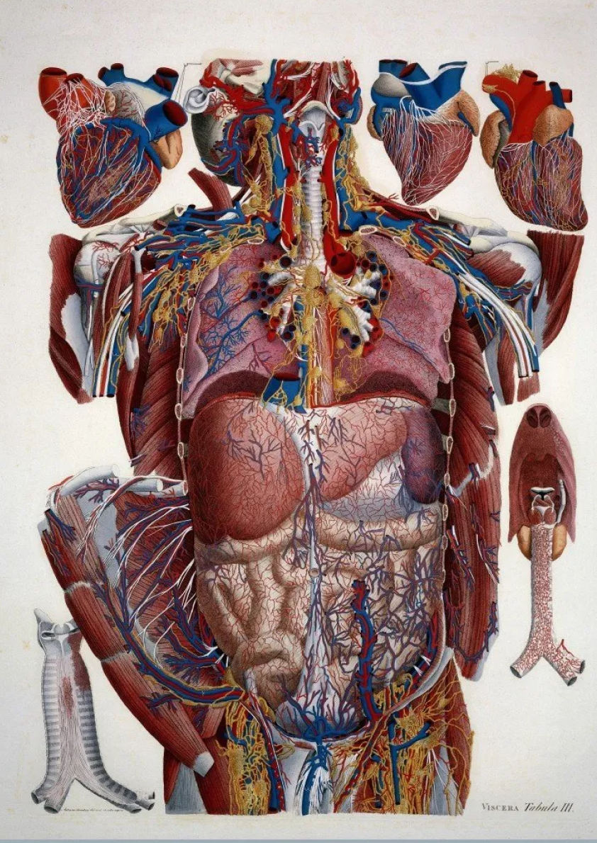 Exploded view of the thorax, Paulo Mascagni, 1823–31
