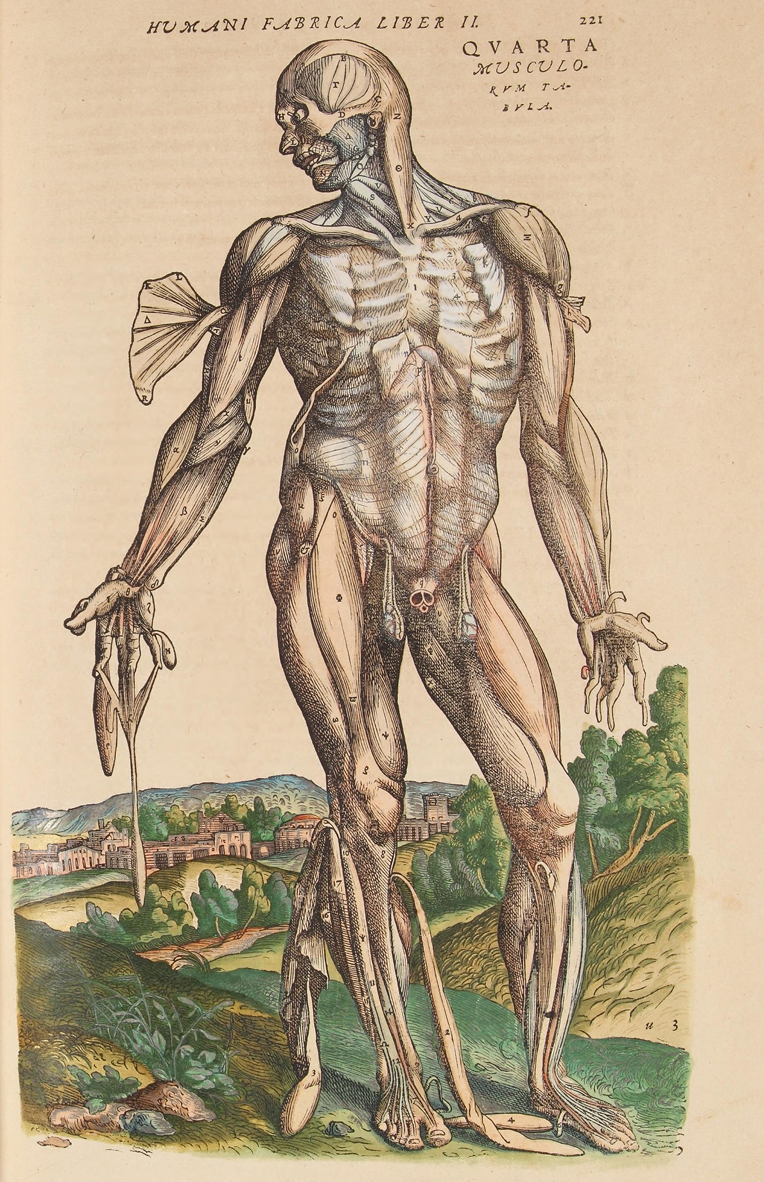 On the Fabric of the Human Body, Vesalius, 1546