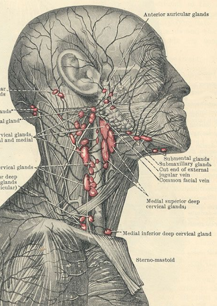 Gray's Anatomy, original drawings, 1858