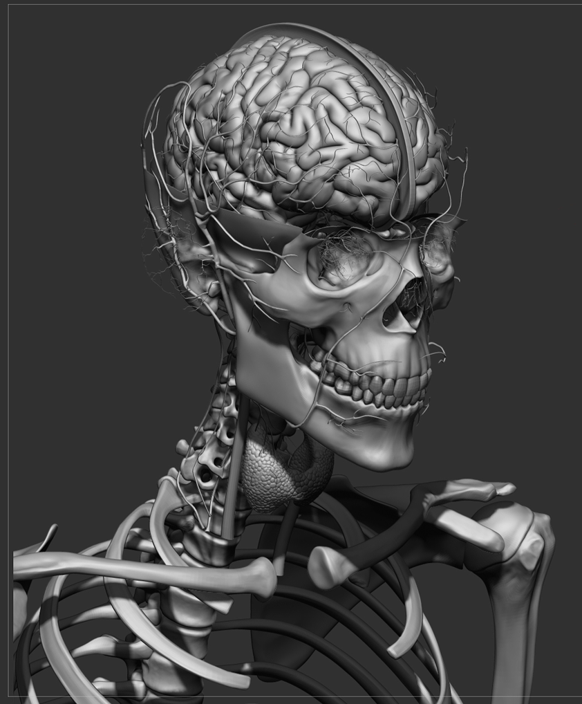 3D4 Medical from Netter's Anatomy