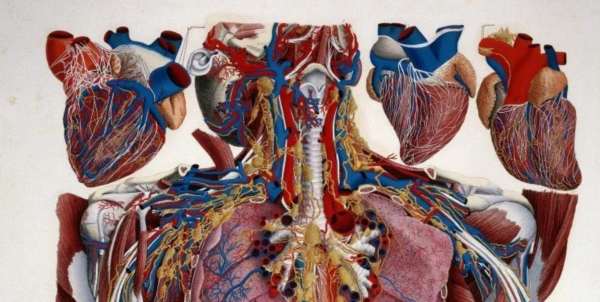 Body maps hero