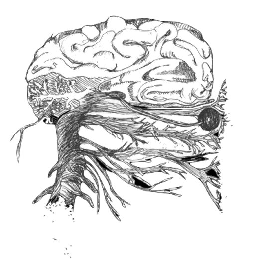 Brain diagram
