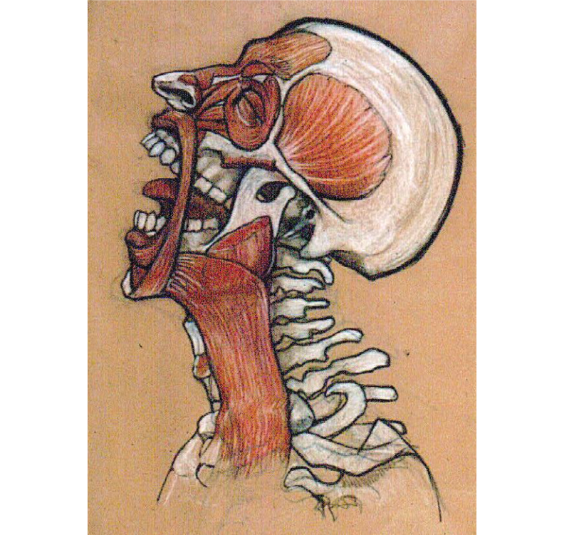 Vincent Perez anatomy illustration