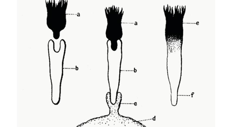Ehrlich antibody drawing