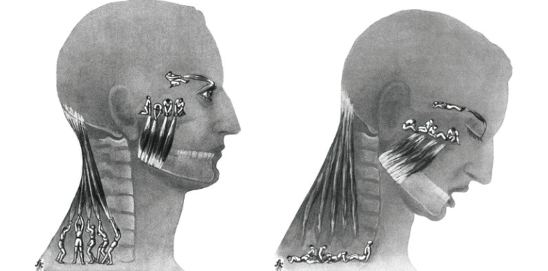 Fritz Khan jaw and neck