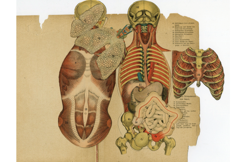19th century organ diagram