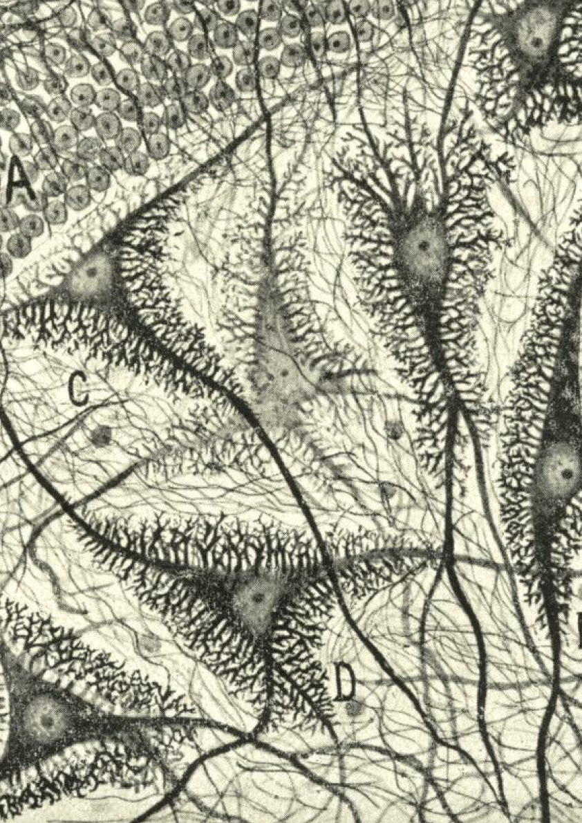 Nerves drawn by Ramon y Cajal through a microscope