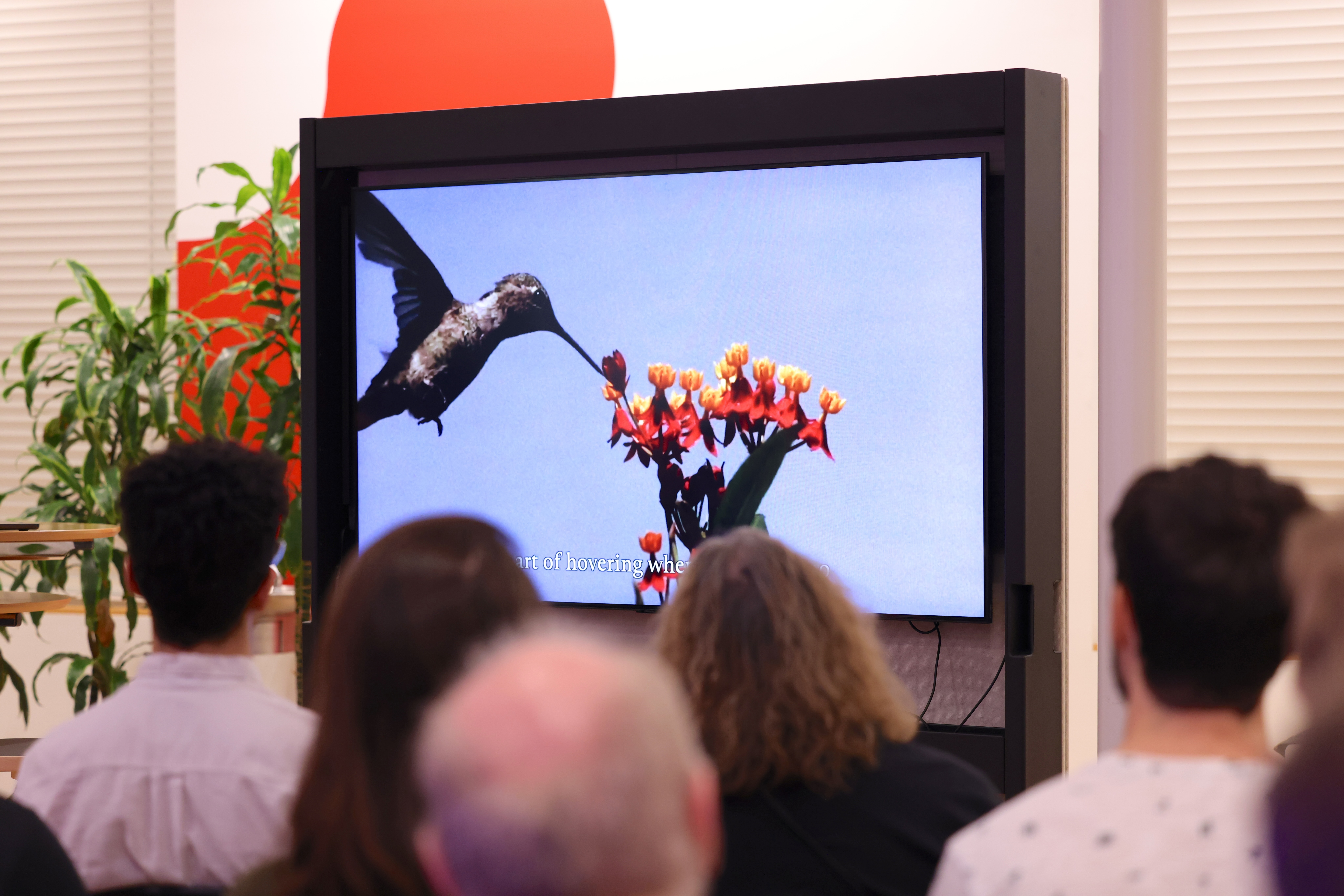 Hummingbird at red flowers displayed on screen during the workshop